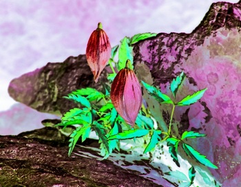 F 042A